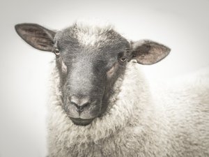 Products: Stella The Sheep - Glassography & Florals