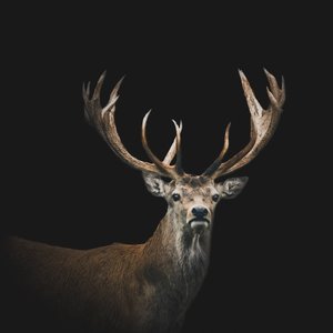Products: Skipper Deer Glass Art - Glassography & Florals