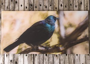 Products: Tui - Glass Art - Glassography & Florals