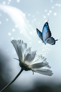 Products: Layla Glass Art - Glassography & Florals