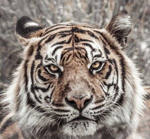 Products: Tiger Glass Art - Glassography & Florals