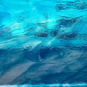Sea Blue / Clear T