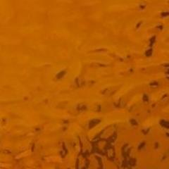 English Muffle: Coronation Gold English Muffle T