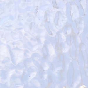 Blue-Grey Corella Classic T