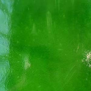 Oceanside Opal: Fern Green O