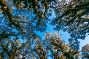 Mount Aspiring National Park