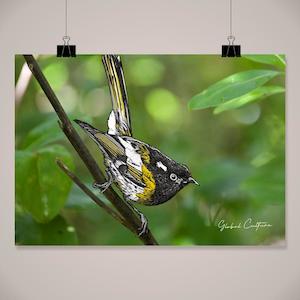 Wall Art: Hihi Scenic Wall Art