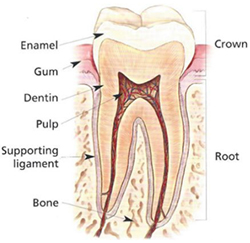 The tooth
