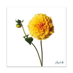 Sunburst Dahlia Fine Art Print