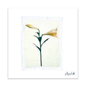 Lily Polaroid Fine Art Print