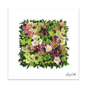 Fine Art Prints: Helleborus Square Fine Art Print