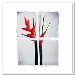 Christmas Cards: Strelitzia Polaroid Greeting Card