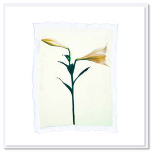 Lily Polaroid Greeting Card