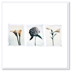 Greeting Cards: Triple Flower Polaroid Greeting Card