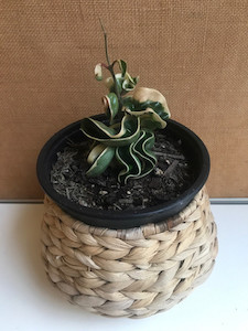 Products: Hoya Compacta Regalis (Varigated hindu Rope)- as pictured goodfeed