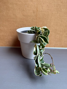 Products: Hoya Compacta Regalis (Varigated hindu Rope) goodfeed