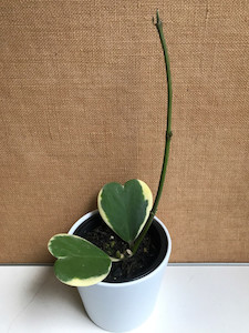 Products: Hoya kerrii albomarginata goodfeed