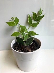 Products: Variegated Hoya Polyneura 'Fishtail' goodfeed