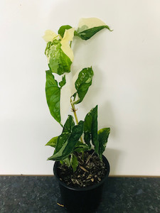 Products: Syngonium albo variegata goodfeed