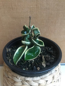 Products: Hoya Compacta Regalis (Varigated hindu Rope)- as pictured goodfeed