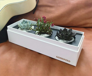 Products: Succulent collection V goodfeed