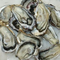 Products: Fresh pacific oysters, half shell