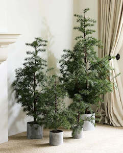 Christmas: Potted Fraser Fir Tree Large