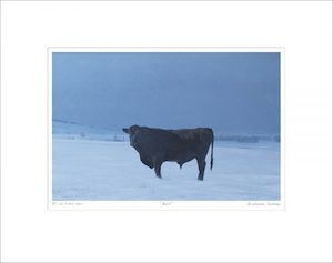 Products: Bull
