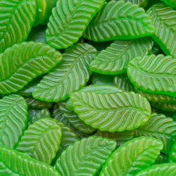 Green Lollies: Giant Spearmint Leaves (Mayceys)