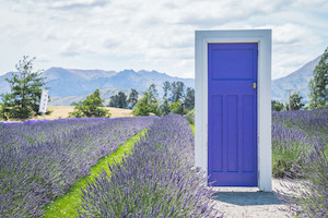 Wanaka Whimsy Explore Lake Wanaka's Scenic Marvels Great Kiwi Trips