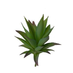 Products: Aloe Ferox Succulent 20x11cm