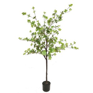 Products: Japanese Azalea Plant 1.5m Greenery Imports NZ