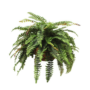 Products: Double Boston Fern 73cm In Hanging Basket