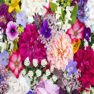 Seasonal Cut Flowers: Grand Market Flowers