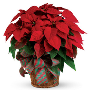 Christmas Poinsettia