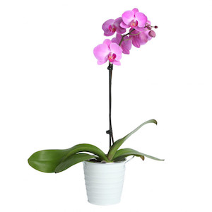 Occasions: Pink Phalaenopsis Orchid