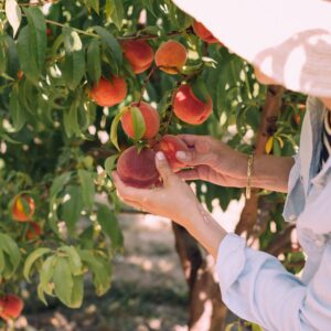 Products: Greenleaf Nurseries