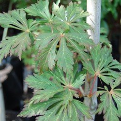 Products: Magnolia Ferruginea – 25Ltr/35Ltr