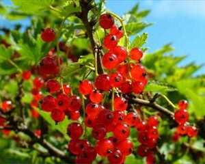 Products: Magnolia Vulcan – Pb28