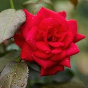 Rose Deep Secret (hyb. tea, Standard)