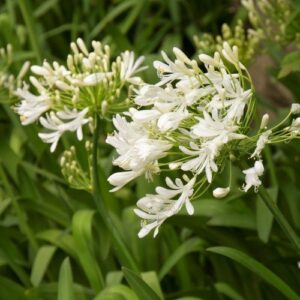 Rose Chartreuse de Parme (bush, hyb. tea)
