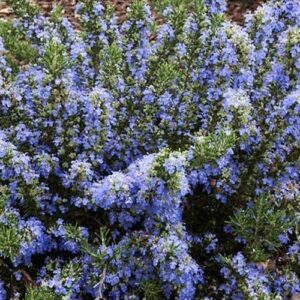 Rose Glorious (bush, hyb. tea)