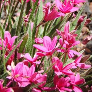 Products: Rose Gaujard (bush, hyb. tea)