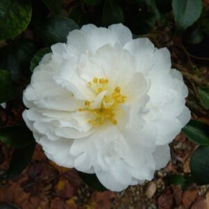 Products: Rose Flamingo (bush, hyb. tea)