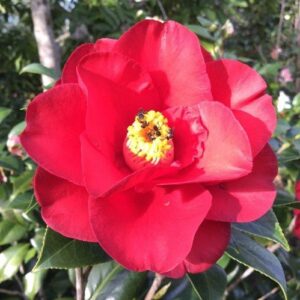 Rose Landora (bush, hyb. tea)