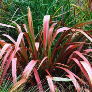 Products: Geranium Zonal – 1.5Ltr