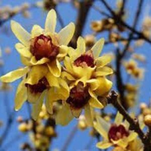 Products: Magnolia sp. – 25/45L (140/160)