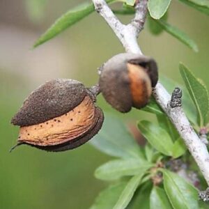 Products: TreatMe Special – for a Double-Grafted Plum Tree Delivered