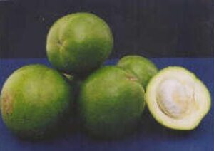 Products: Royal Gala Apples – for 4kg including delivery North Island