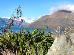 Massive Seconds: 5x Mt Green Flax - $3.99 each